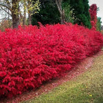 Pack 2 Burning Bush Rooted Cuttings Live, Hardy Ornamental Shrubs, Burning Bush Live Plants