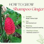 Fresh Shampoo Ginger Plant, Zingiber Zerumbet Fresh Ginger Live 3-5'' Tall, Ready for Perennial Garden