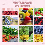 Pack 4 Assorted Fruit Plants Live, Strawberry, Blueberry, Raspberry, Banana (4–8” Tall), Edible Fruit Plants, Easy to Grow Indoor Outdoor