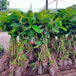 Pink Guava Fruit Tree, 10 to 14 Inches Tall, Tropical Guava Tree Plant for Garden or Patio, Well-Rooted, No Pot