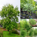 2 Black Locust Trees Bare Roots, Fragrant Shade Tree Seedlings 6–8 Inches Tall, Cold Hardy Black Locust Seedlings for Landscaping, Garden and Patio, Zones 3-8