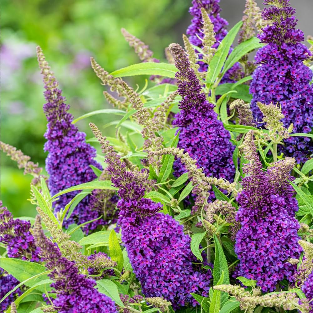 2 Vibrant Buddleia Butterfly Bush Plants Live, Butterfly Bushes Plant for Outdoor Garden, 5 to 9 Inch Tall Perennial Coloful Flowers Plant, No Pot (Black-Purple)