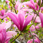 2 Magnolia Tree Cuttings, Hardy Fragrant Magnolia Flowering Tree, Well Rooted Cuttings 8–12 Inches for Outdoor Garden (Ann Magnolia Cuttings)