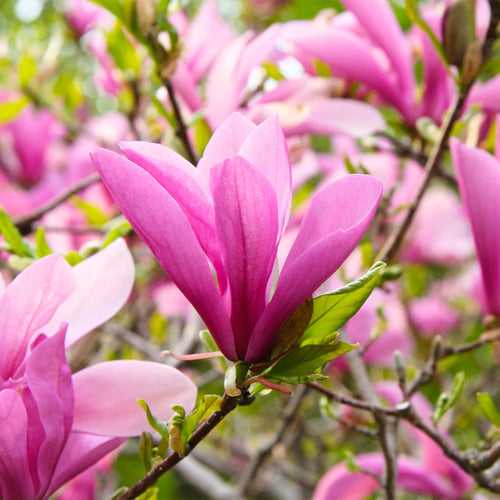 2 Magnolia Tree Cuttings, Hardy Fragrant Magnolia Flowering Tree, Well Rooted Cuttings 8–12 Inches for Outdoor Garden (Ann Magnolia Cuttings)
