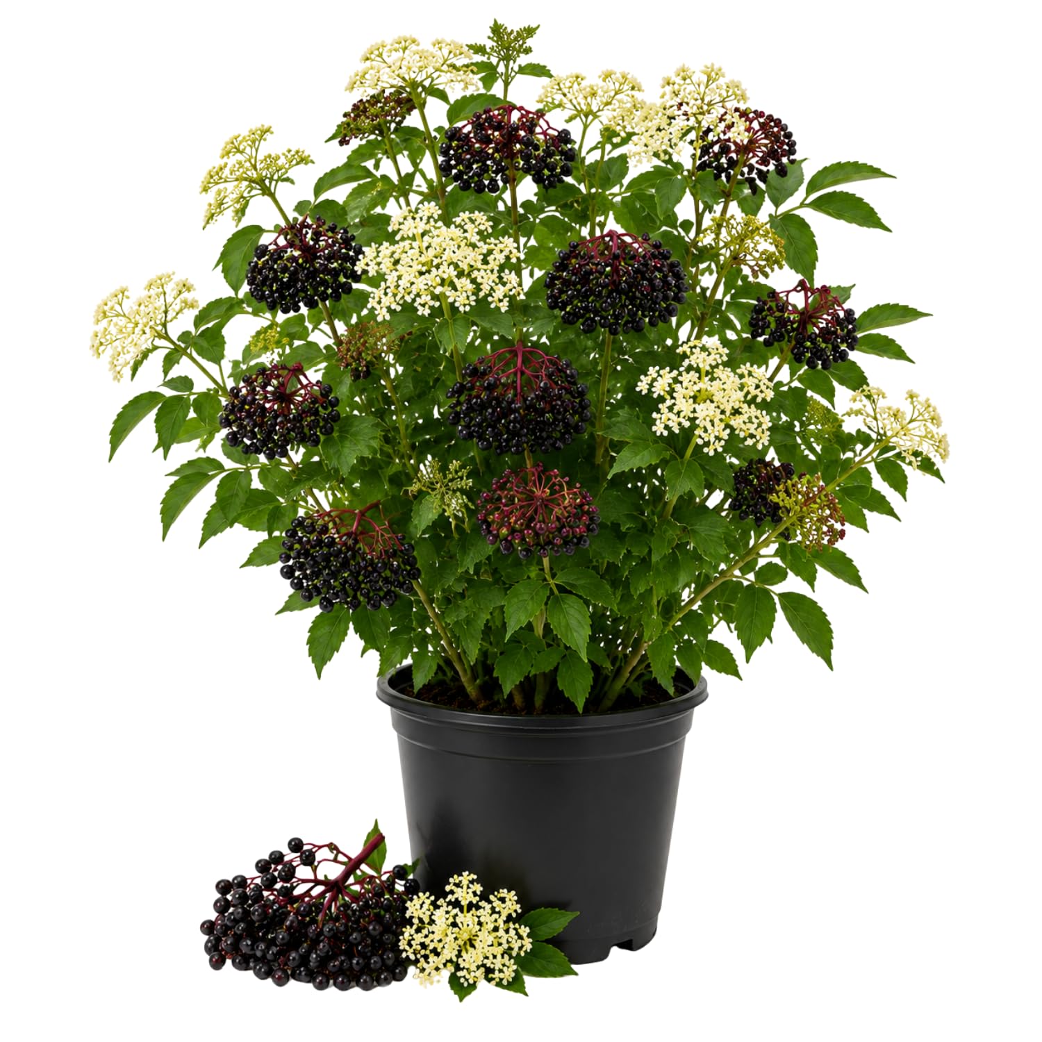 Elderberry Bushes Live Plant in Quart Pot, Black Elderberry Tree, Hardy Beries Shrub for Outdoor Garden 8-12 Inches