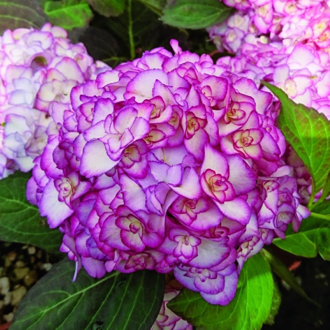 Hydrangea Plant Live Tree, Change Color Bloom, Well-Rooted Hydrangea Shrub Bush for House Planting Outdoor (Dwarf Double Petals Pink White to Purple)