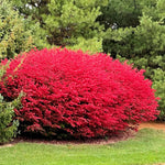 Set of 4 Burning Bush Rooted Cuttings Live, 8-12 Inches Tall Hardy Shrubs for Outdoor Landscaping