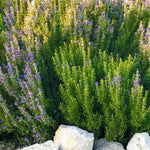 6 Live Rosemary Plants, Blue Rosemary Herb Plants 4-6" Tall for Outdoor Garden or Pots