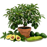Dwarf Avocado Tree Live Plant, Outdoor Garden Tree, 6-12 Inch Tall