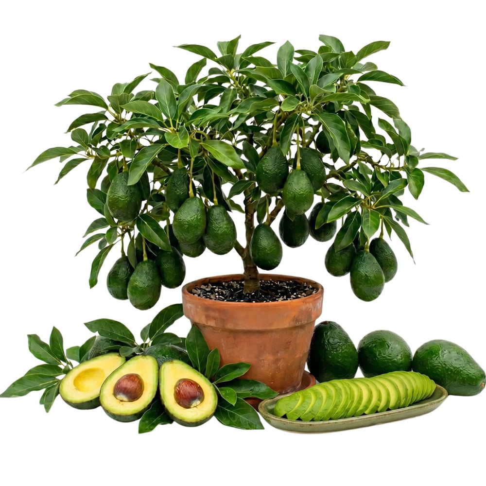 Dwarf Avocado Tree Live Plant, Outdoor Garden Tree, 6-12 Inch Tall