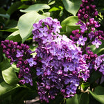 Lilac Live Plant in Pot, Hardy Shrub with Reblooming Blossoms, 1-2 Year Old Plant, Dormant in Winter, Fragrant Flowers (Purple Lilac)