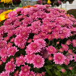Chrysanthemum Plants Live 4 to 7 Inch Tall, Mums Live Plants, Vibrant Perennial Mum Plant for Planting in Garden (Purple)