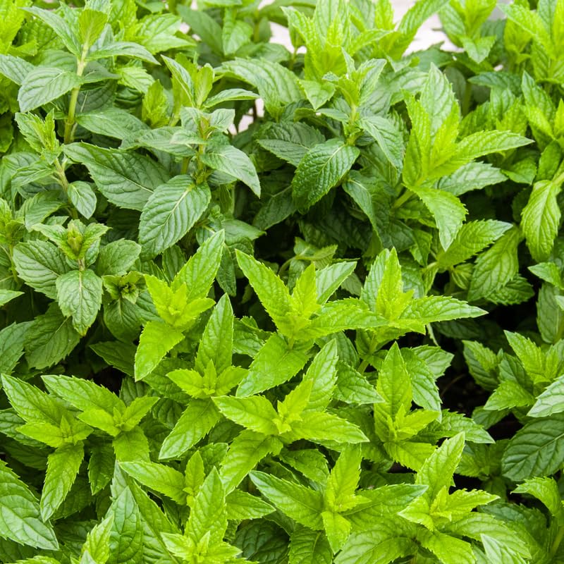 Set 2 Spearmint Plants, Herb Spearmint Plant Live for Outdoor Garden, Perennial Mint Plants, Size 3 to 6 Inch, No Pot