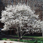Magnolia Tree Live Plant 6 to 14 Inch Height, Fragrant Magnolia Plant Live to Grow, Magnolia Bush Flowers in Pot (Star Magnolia)