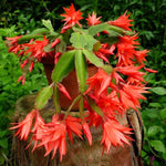 Easter Cactus Plants Live, Vibrant Color, Size 5-9" in Tall, No Pot, Spring Bloom Housplant Indoor Outdoor Succulent Cacti (Red)