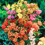4 Assorted Milkweed Plants Live, Butterfly Milkweed Asclepias Tuberosa, Tropical-Style Blooms for Outdoor Gardens, 4-9" Height, No Pot