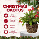 Christmas Cactus Plants Live, Flowering Thanksgiving Cactus with Vibrant Blooms, 4-7'' Tall, Easy-Care Indoor Houseplant (Red Blooms)