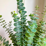 Silver Dollar Eucalyptus Plant Live, Eucalyptus Tree Live, Well Rooted Starter Plants, Fragrant Foliage Ornamental Plant, 5-7 Inches Tall, Indoor Outdoor Landscape