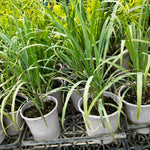 Large 20 Lemon Grass Stalks Plants for Outside Live, Bare Root Lemongrass Plant Live Fresh Well-Rooted, Lemongrass Herb Plants