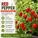Set 2 Pepper Plants Live for Planting, Pepper Plant, 4-6 Inc Tall, Live Vegetable Plants for Indoor Outdoor Growing (Hot Red Peppers)