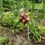 10 Egyptian Walking Onion Bulbs, Perennial Onion Topsets for Planting