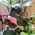 Rare Philodendron Plant Live, 4-9" Tall, No Pot, Philodendron Houseplant (Pink)
