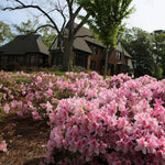 2 Bicolor Red White Azalea Plants Live Tree, Blooming Rhododendron Bushes, 5-10 Inc Tall, No Pot, for Indoor Outdoor Planting, Dogwood Azalea