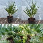 Palm Tree Live Plant, Fully Rooted in 3 Gallon Pot, Rare Tropical Plant Live for Indoor or Outdoor Growing, Fan