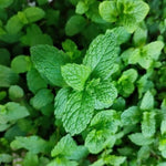 Set of 2 Peppermint Plants Live 4-6 Inches, Perennial Mint Plants, Fragrant Herbs for Growing Outdoor Indoor
