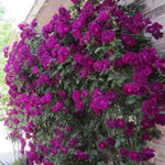 Climbing Roses Live Plants, Rose Bushes Ready to Planting, No Pot, Cut Back, Well Rooted, 6-8 Months Old (Purple)