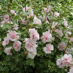 2 Mixed Althea Plants Seedlings 6–12 Inches, Hardy Flowering Hibiscus Bare Roots, Winter Dormant