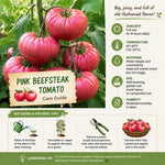 Set 2 Tomato Plants, Pink Tomato Plants Live, 4-6 Inc Tall, Sweet Tomatoes for Trellis, Indoor Outdoor Garden