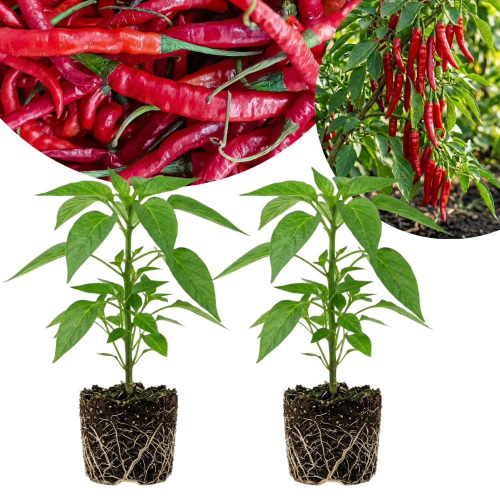 Set 2 Pepper Plants Live for Planting, Pepper Plant, 4-6 Inc Tall, Live Vegetable Plants for Indoor Outdoor Growing (Long Thin Hot Red Peppers)