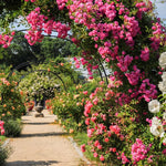 Pack 2 Mix Climbing Rose Live Plants Bushes Fragrant Well Rooted - No Leaf - Cut Back for Summer Planting (Assorted of Yellow, Pink, Red or White)