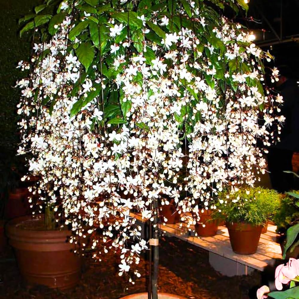 Pack 4 Clerodendrum Bleeding Heart Plants Live, 5-10 Inch Tall, Clerodendrum Bleeding Heart Vine, Bell Shaped Flowers (Clerodendrum Wallichii Smithianum)