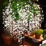 Clerodendrum Light Wallichii Live Plant Smithianum, Trailing Light Bulb Flower, Well-Rooted 5-9 Inch Tall, Chain of Glory Vine