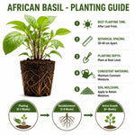 2 African Basil Plants 4–7" Tall, Live Herb Garden Plants for Patio, Containers and Backyard Landscaping
