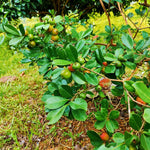 5-8 Inch Strawberry Guava Tree - Live Plant, Sweet Tropical Fruit for Home Gardens Indoor Outdoor Growing