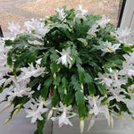 4 Christmas Cactus Plants Live, 5-9 Inch Tall (White)