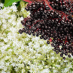 Black Elderberry Bush Tree Plant Live for Planting, 5 to 8 Inch Tall, American Elderberry Cold Hardy for Outdoor Growing, No Pot
