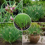 5 Egyptian Walking Onions Plants, Egyptian Onions Plant for Planting