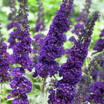 Butterfly Bush Plant Live, Perennial Buddleia Bushes Ready to Grow Outdoor 4-8 Inches (Dark Purple Buddleia)