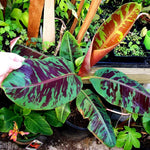 Banana Plant Live, Banana Tree Live Plant, Hardy Banana Fruit Seedling 4 to 8 Inch Tall, Indoor Outdoor