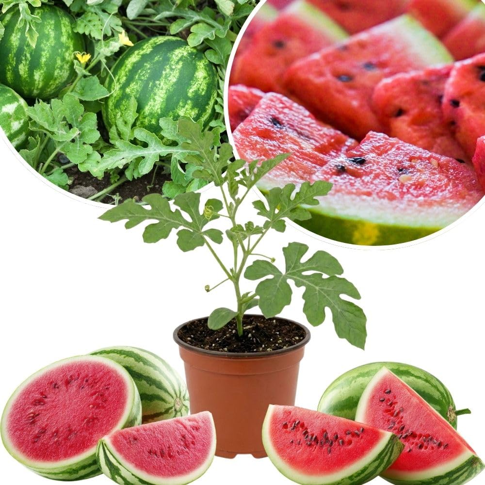 Live Sweet Watermelon Starter Plant, 3-5 Inch Tall