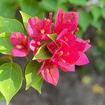 2 Bougainvillea Live Plants, Tropical Bougainvillea Flowering Vine, Fast Growing Outdoor and Container Plant, 4-8'' Tall (Hot Pink Blooms)