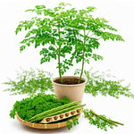 2PPP Live Moringa Plants, Oleifera Malunggay Trees 5-7 Inches Tall