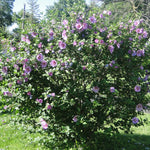 1 Althea Rose of Sharon Bush Live Plant 8-14 Inch Height, Pink Hibiscus Plant Live Bareroot, Hibiscus Syriacus Flowers