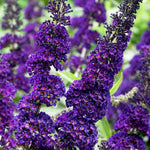 Butterfly Bush Plant Live, Perennial Buddleia Bushes Ready to Grow Outdoor 4-8 Inches (Dark Purple Buddleia)