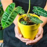 Philodendron Live Plant, Rare Variegated Houseplant 5-8 Inch Tall, Indoor Live Plant for Home or Office Decor, No Pot (Long Green Philodendron)