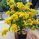 Bougainvillea Tree Live Plant, 5 to 9 Inches Tall, Outdoor Landscaping Trailing Flowering Vines for Trellis, Spring Garden (Yellow)